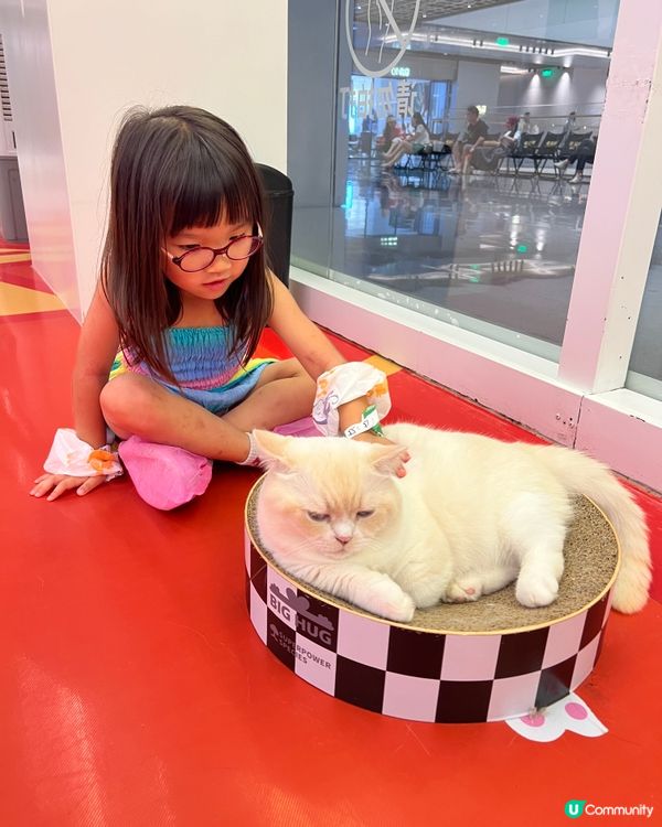 貓奴必去！深圳貓貓Cafe😻 低至¥29位