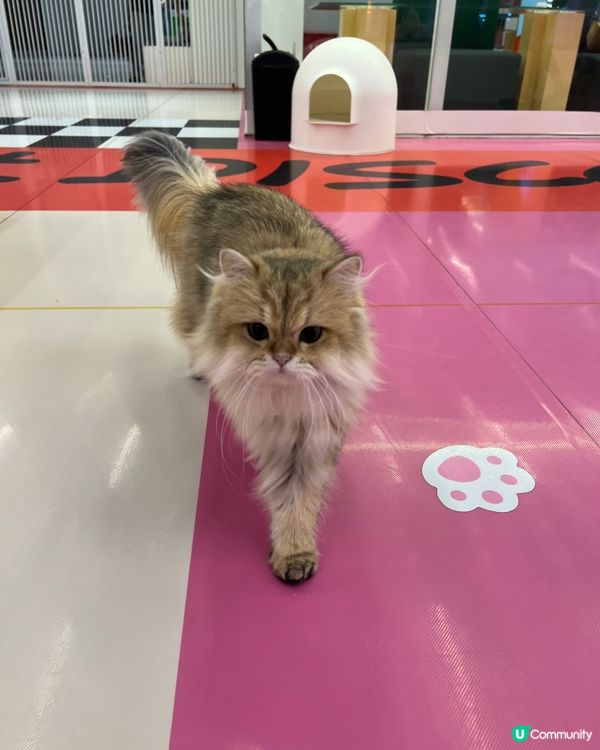 貓奴必去！深圳貓貓Cafe😻 低至¥29位