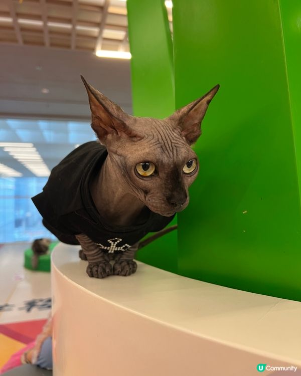貓奴必去！深圳貓貓Cafe😻 低至¥29位