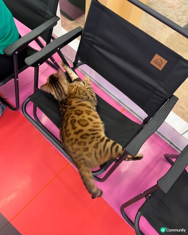 貓奴必去！深圳貓貓Cafe😻 低至¥29位