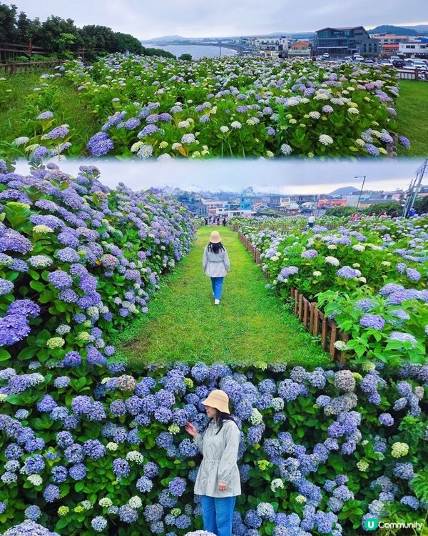 濟州繡球花海💜💙城山日出峰秘境免費睇🤩