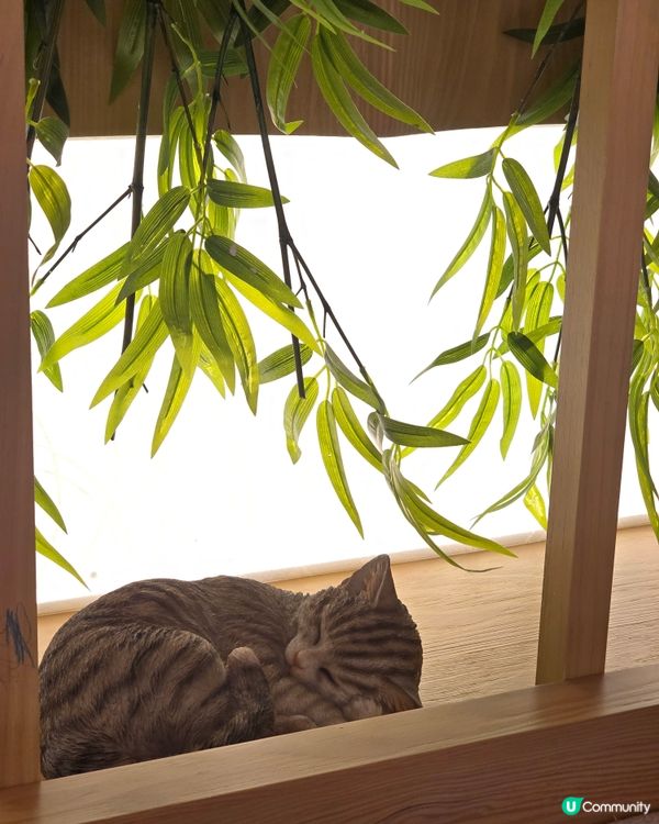 精緻小眾西式 X 日式結合餐廳