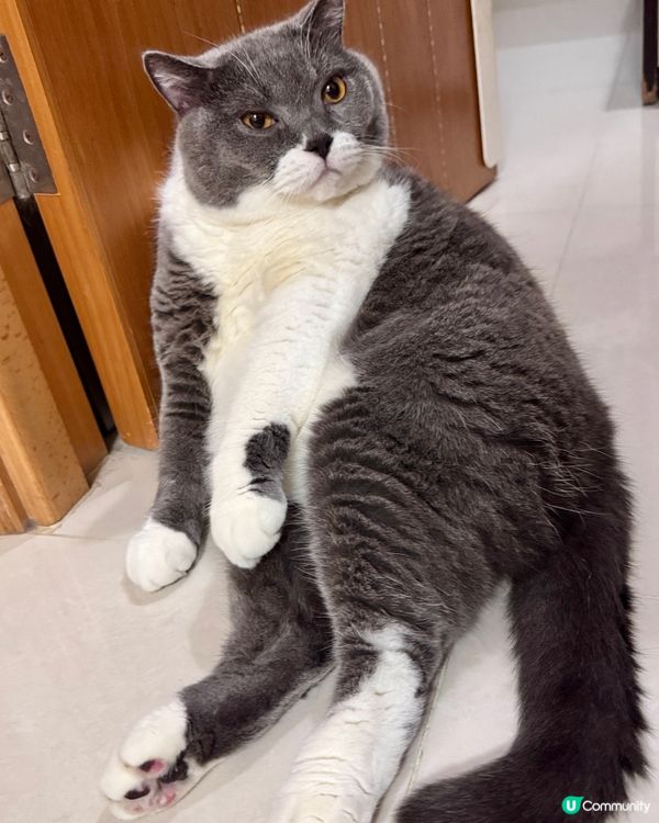 ✨10號風球在家睇吓主子點樣hea✨