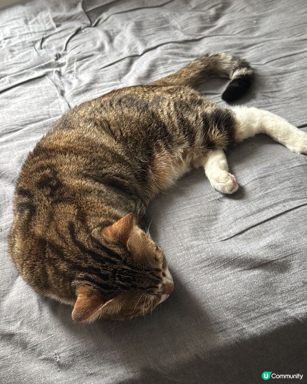 ✨10號風球在家睇吓主子點樣hea✨