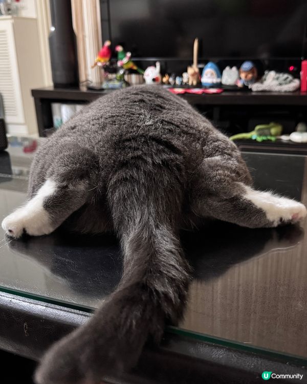 ✨10號風球在家睇吓主子點樣hea✨