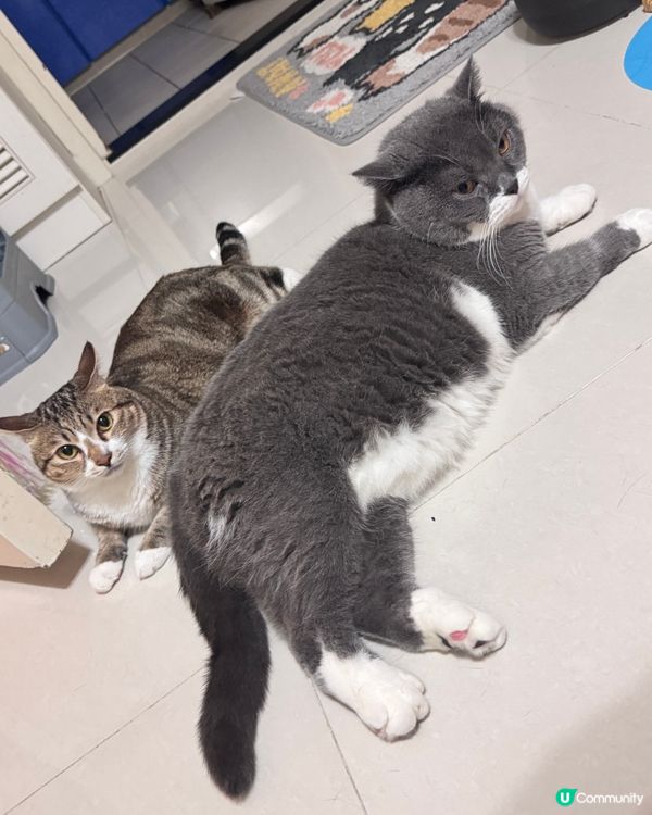 ✨10號風球在家睇吓主子點樣hea✨