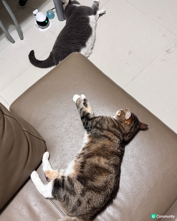 ✨10號風球在家睇吓主子點樣hea✨