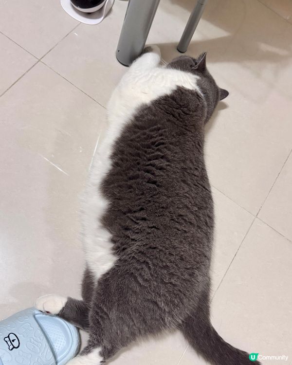 ✨10號風球在家睇吓主子點樣hea✨