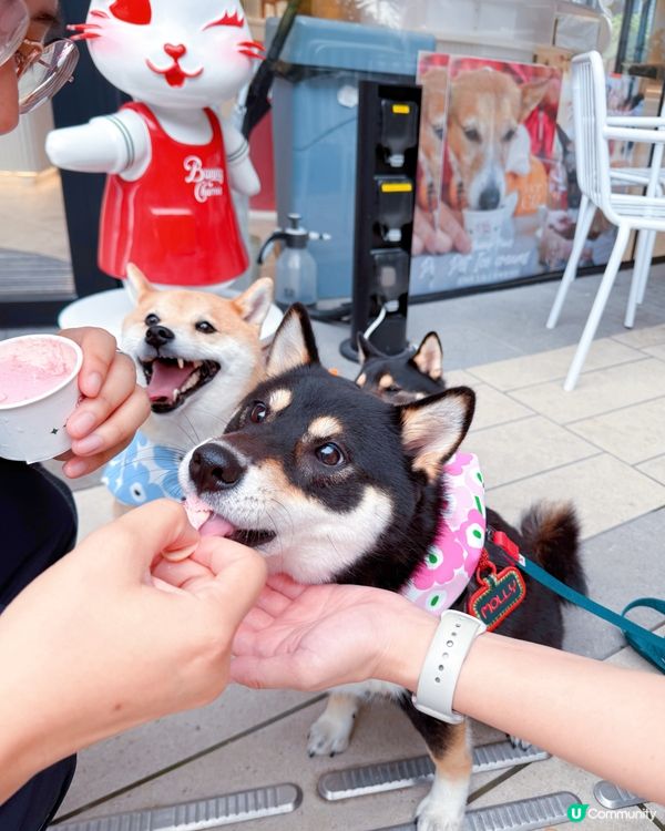 西沙快閃甜品約會！爬積玩到癲🥳