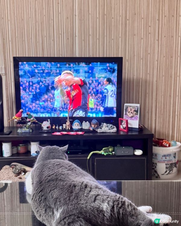 ✨10號風球在家睇吓主子點樣hea✨