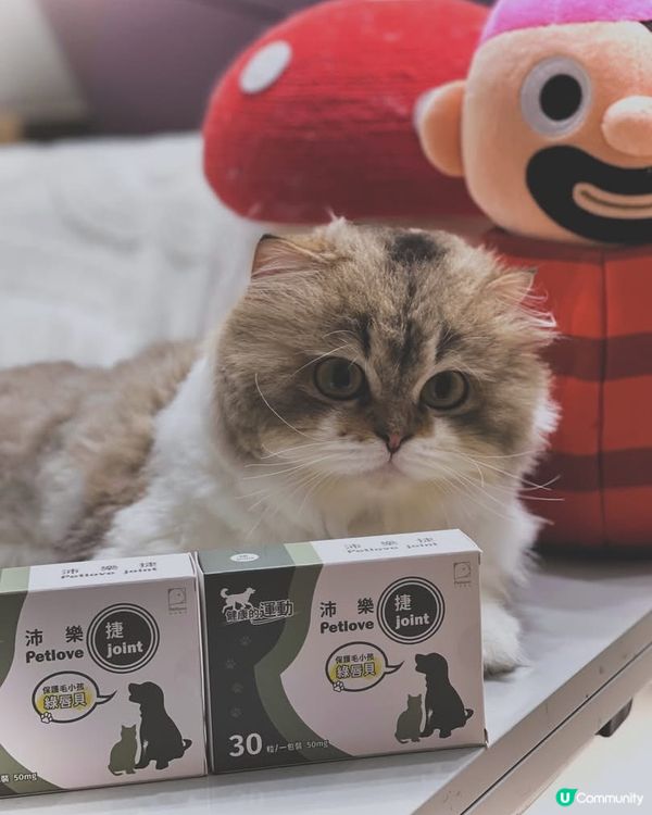 市面上濃度最高既🌟沛樂捷綠唇貝膠囊🌟，及早幫主子做好保健💕