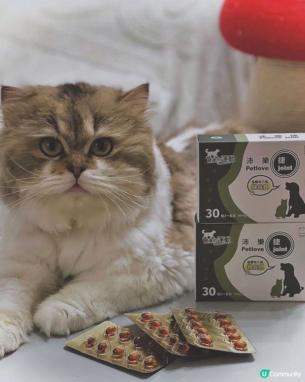 市面上濃度最高既🌟沛樂捷綠唇貝膠囊🌟，及早幫主子做好保健💕