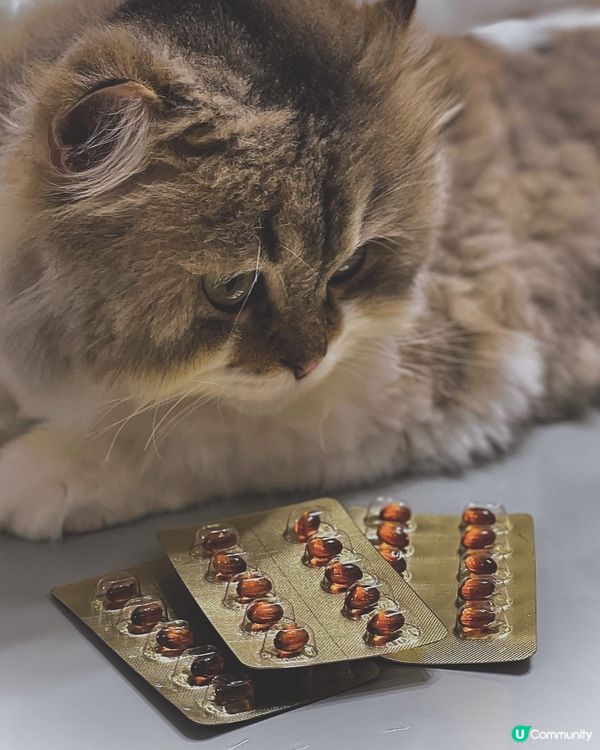 市面上濃度最高既🌟沛樂捷綠唇貝膠囊🌟，及早幫主子做好保健💕