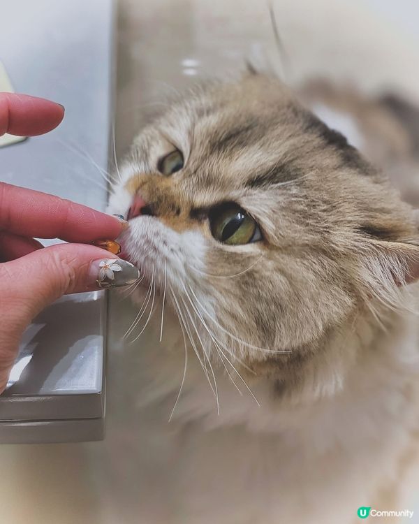 市面上濃度最高既🌟沛樂捷綠唇貝膠囊🌟，及早幫主子做好保健💕