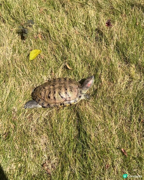 寶貝龜龜🐢 🐢放電,最鐘意草地行,真係好多蚊🦟🦟 