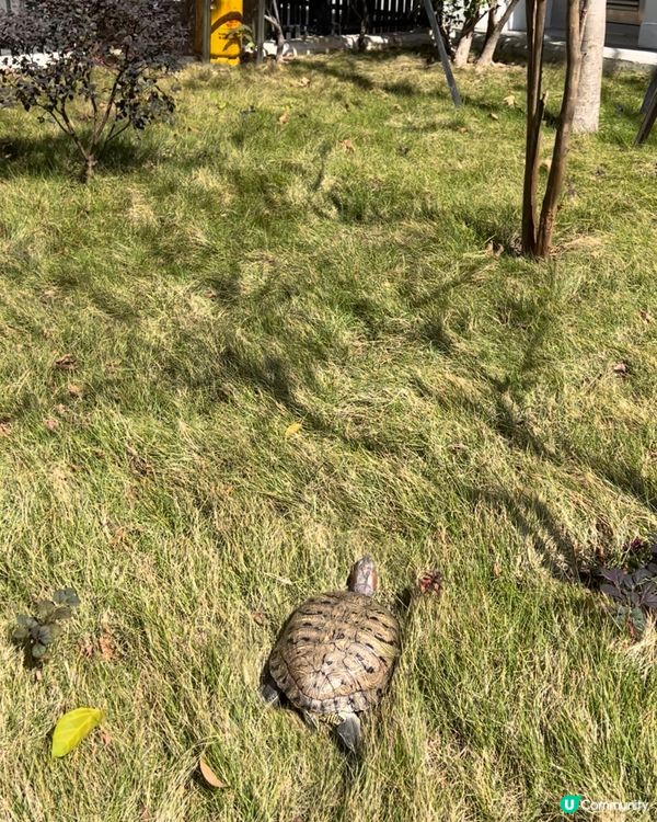 寶貝龜龜🐢 🐢放電,最鐘意草地行,真係好多蚊🦟🦟 