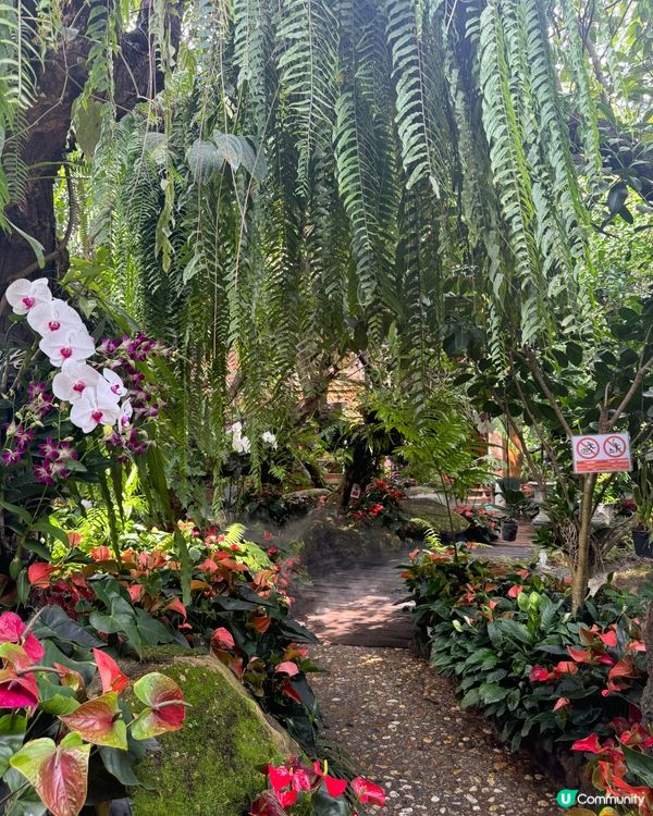 清邁清萊一日遊📸！白廟藍廟紅廟打卡🤩