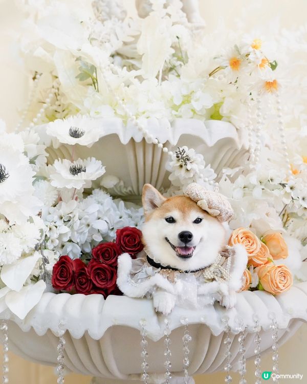 / 帶毛孩影法式寫真 \