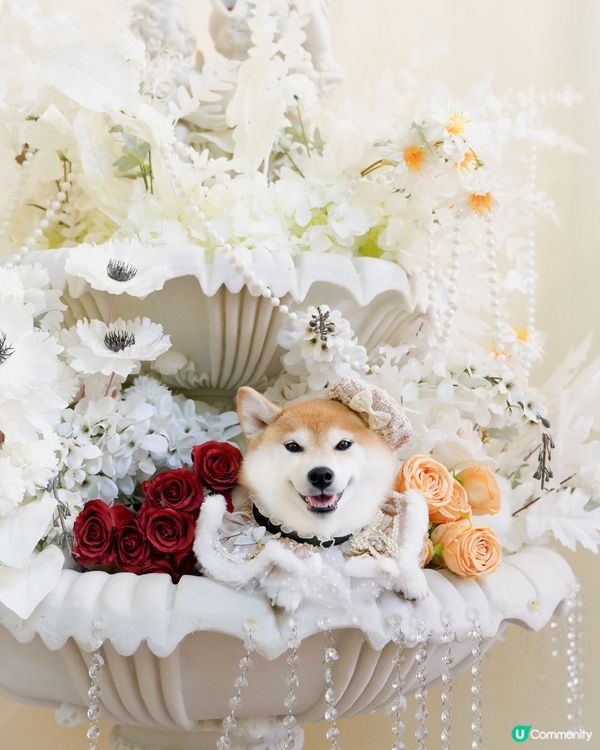 / 帶毛孩影法式寫真 \