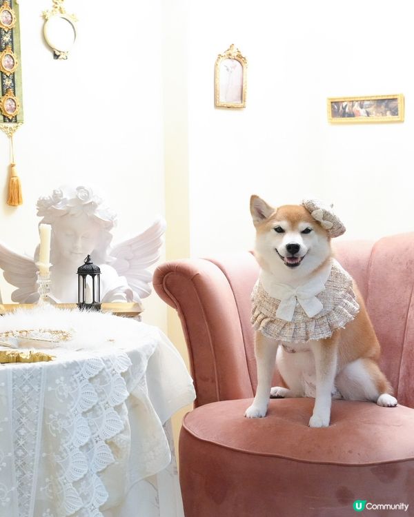 / 帶毛孩影法式寫真 \