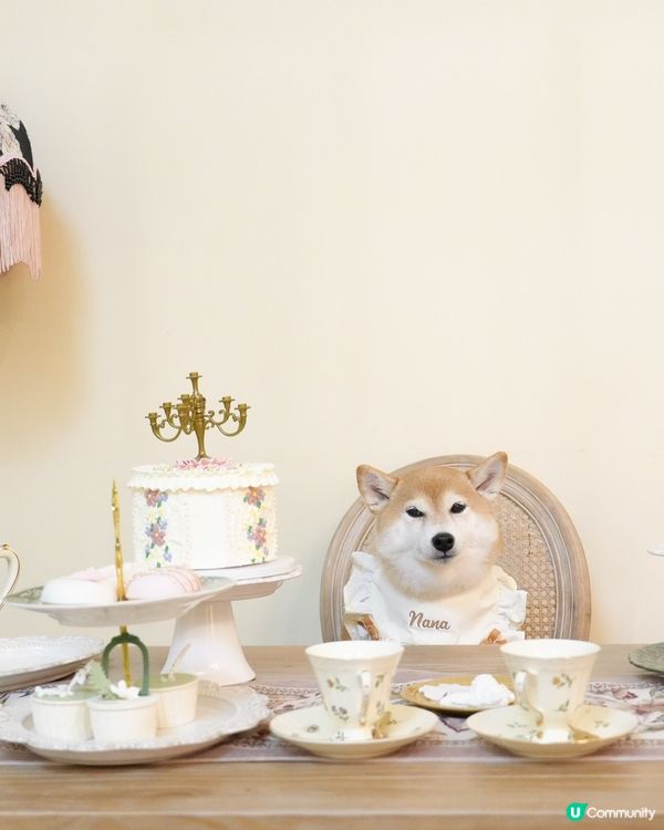 / 帶毛孩影法式寫真 \