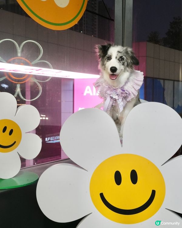 Wiggle Wiggle Pop-Up Store