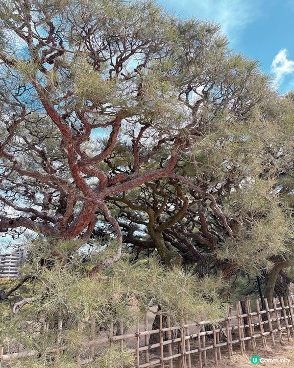 高松必去 - 栗林公園 感受江戶時代風情🌳