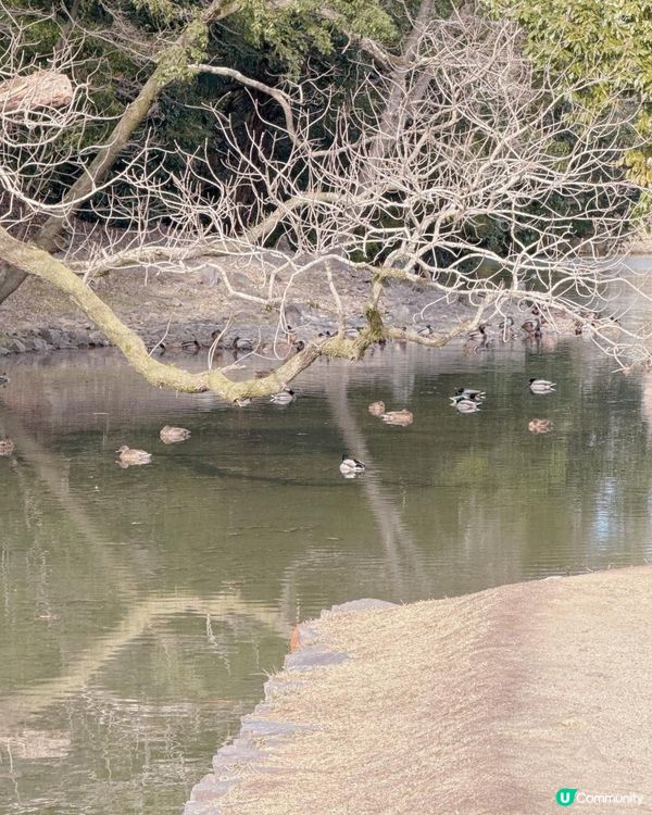 高松必去 - 栗林公園 感受江戶時代風情🌳