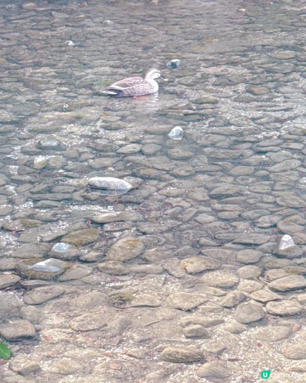 高松必去 - 栗林公園 感受江戶時代風情🌳