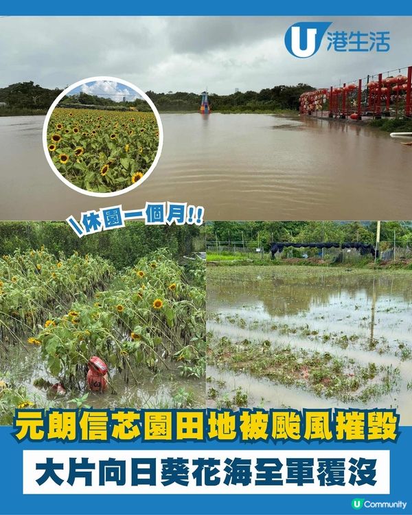 元朗信芯園向日葵花海被摧毀😢