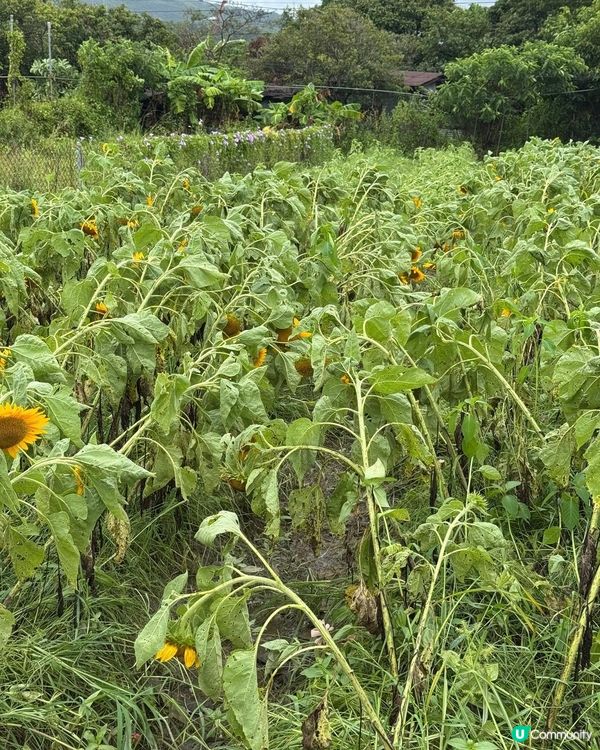元朗信芯園向日葵花海被摧毀😢