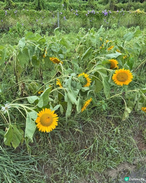 元朗信芯園向日葵花海被摧毀😢
