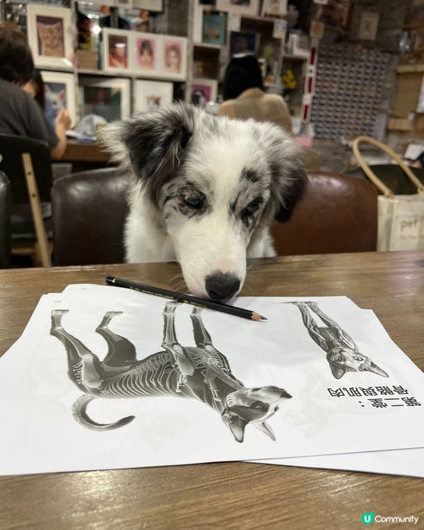 寵物友善畫室