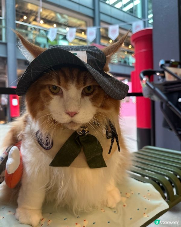 貓貓眼神殺😻！你撐唔撐我？🔥