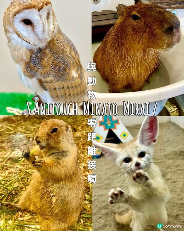 『日本』東京橫濱｜近距離感受動物溫度體驗記