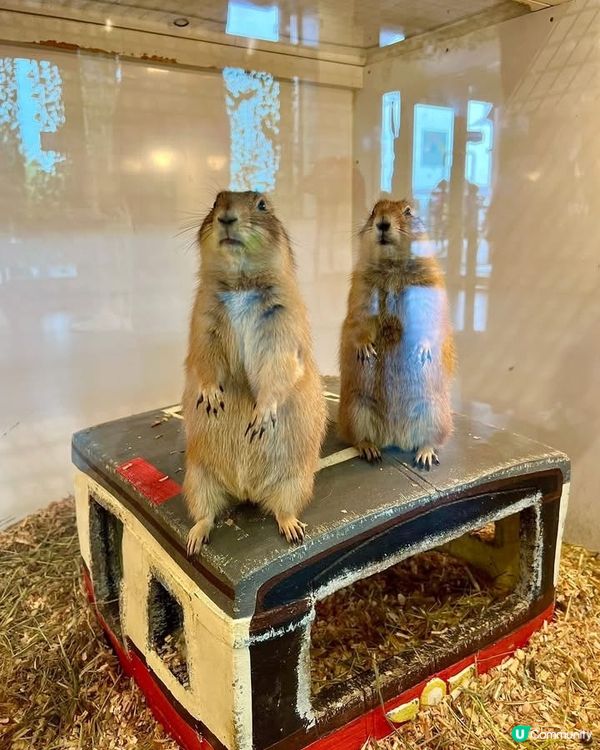 『日本』東京橫濱｜近距離感受動物溫度體驗記