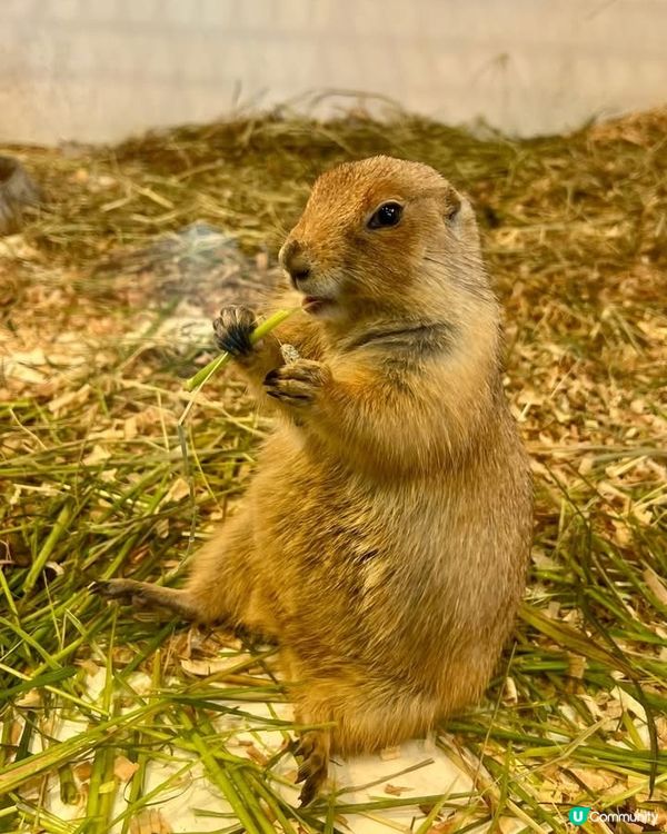 『日本』東京橫濱｜近距離感受動物溫度體驗記