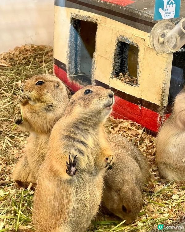 『日本』東京橫濱｜近距離感受動物溫度體驗記