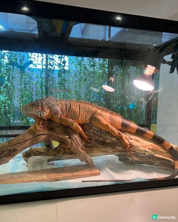 『日本』東京橫濱｜近距離感受動物溫度體驗記