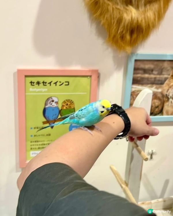 『日本』東京橫濱｜近距離感受動物溫度體驗記