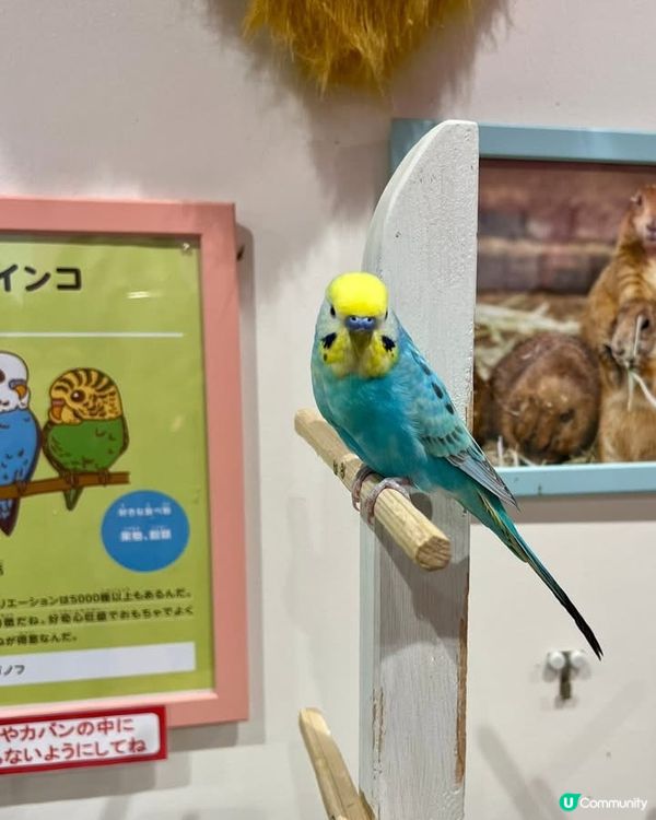 『日本』東京橫濱｜近距離感受動物溫度體驗記