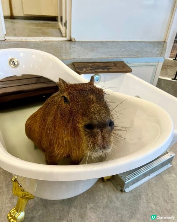 『日本』東京橫濱｜近距離感受動物溫度體驗記