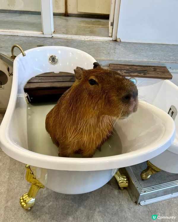 『日本』東京橫濱｜近距離感受動物溫度體驗記