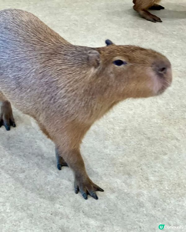 『日本』東京橫濱｜近距離感受動物溫度體驗記