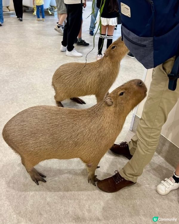 『日本』東京橫濱｜近距離感受動物溫度體驗記