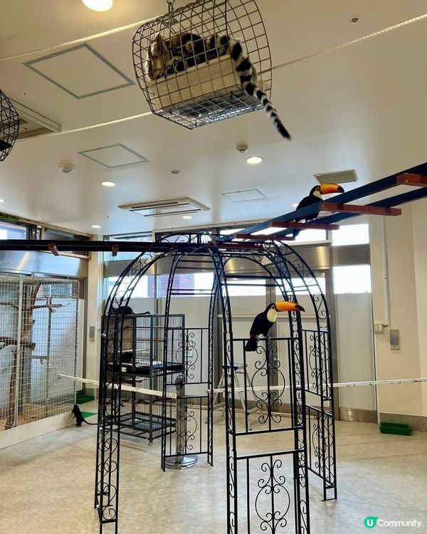 『日本』東京橫濱｜近距離感受動物溫度體驗記