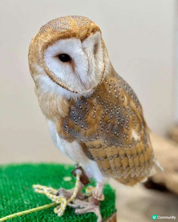 『日本』東京橫濱｜近距離感受動物溫度體驗記