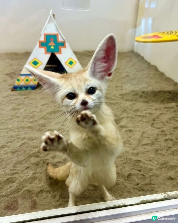 『日本』東京橫濱｜近距離感受動物溫度體驗記