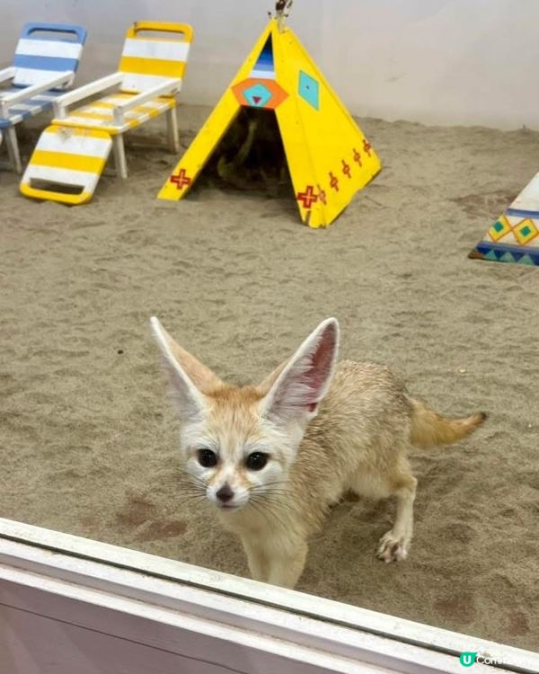 『日本』東京橫濱｜近距離感受動物溫度體驗記