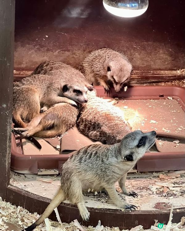 『日本』東京橫濱｜近距離感受動物溫度體驗記